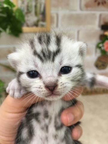アメリカンショートヘアー