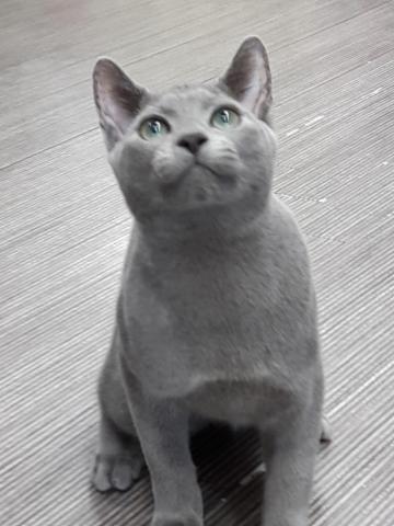 ロシアンブルー