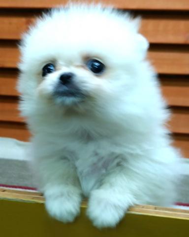 ポメラニアン