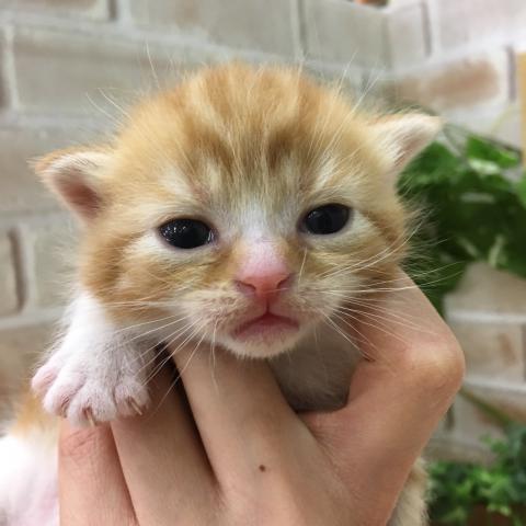 スコティッシュフォールド