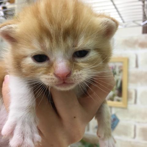 スコティッシュフォールド