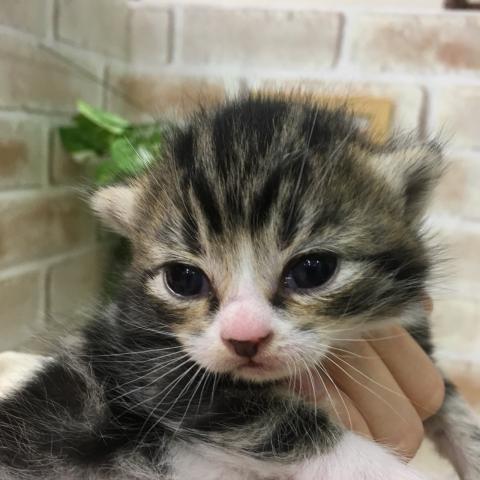 スコティッシュフォールド