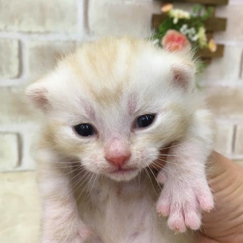 スコティッシュフォールド