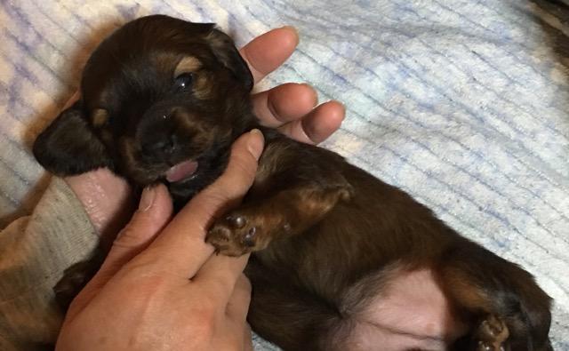 カニンヘンダックスフンド