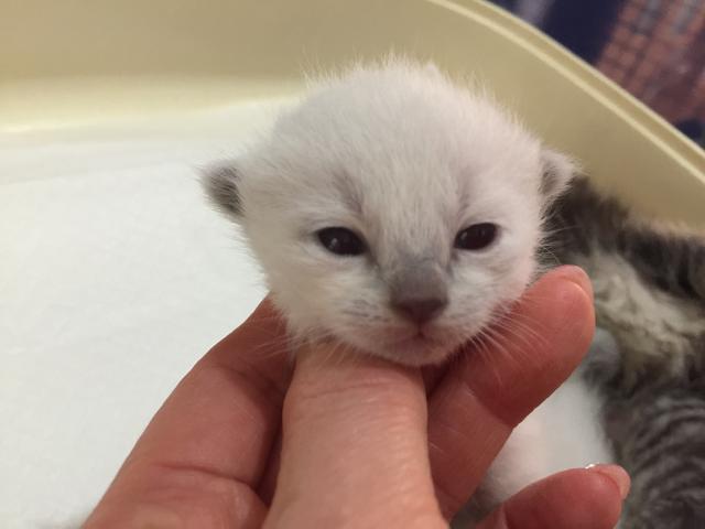 ロシアンブルー