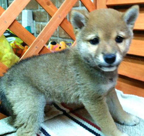 柴犬