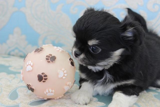 チワワ(ロングコート)