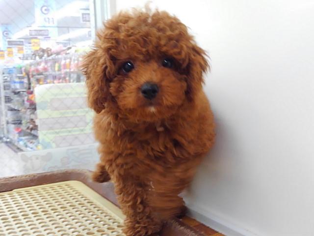 トイプードル