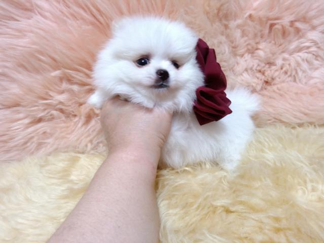 ポメラニアン