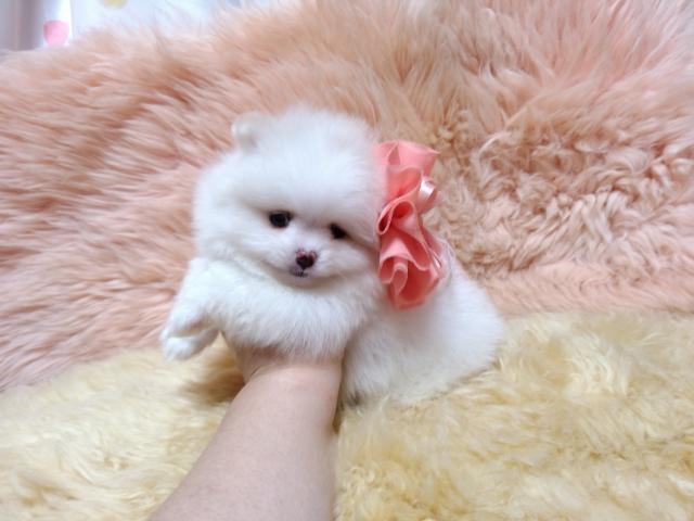 ポメラニアン