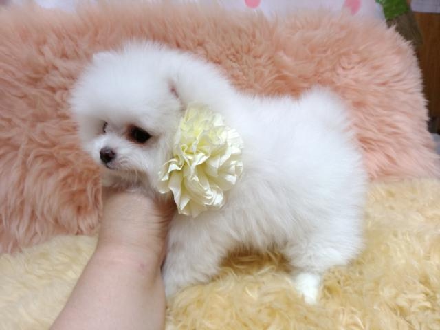 ポメラニアン