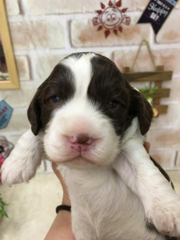 イングリッシュスプリンガースパニエル