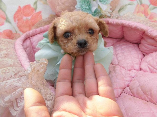 トイプードルタイニーサイズ