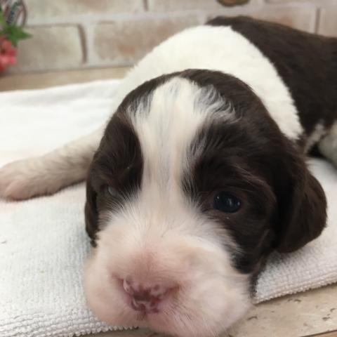 イングリッシュスプリンガースパニエル