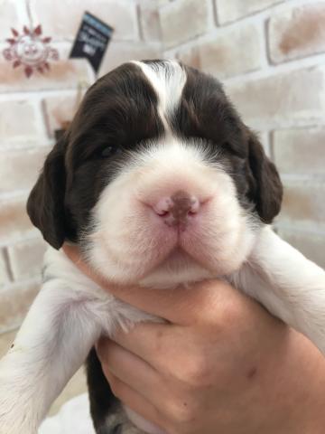 イングリッシュスプリンガースパニエル