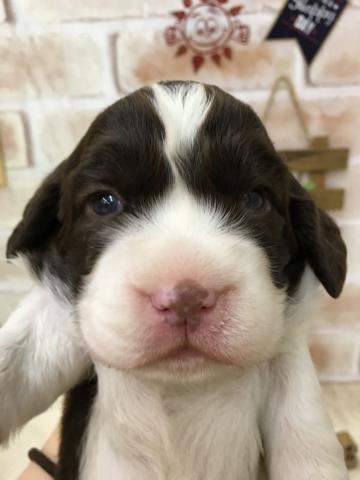 イングリッシュスプリンガースパニエル