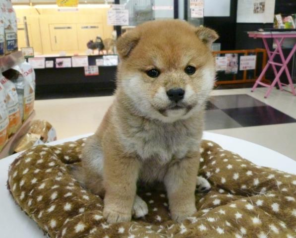 柴犬　☆戌年の大和撫子♪