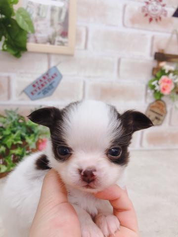 チワワ（ロングコート）