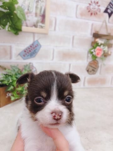 チワワ（ロングコート）