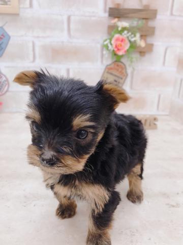 ヨークシャーテリア