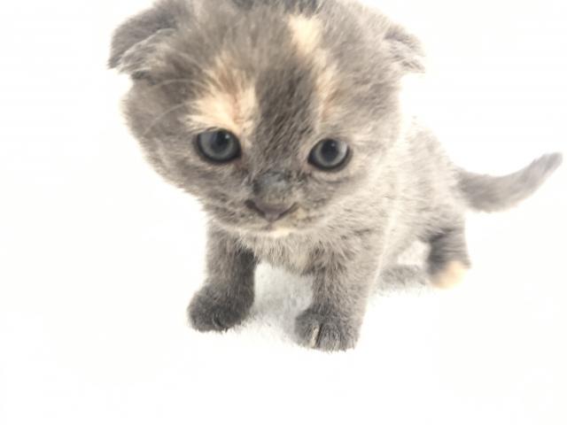 スコティッシュフォールド(折耳)