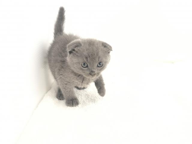 スコティッシュフォールド(折耳)