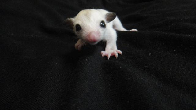 フクロモモンガ プラチナ