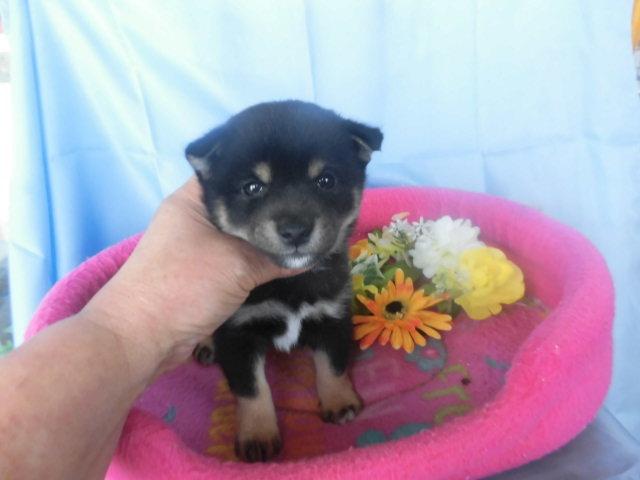 柴犬豆柴