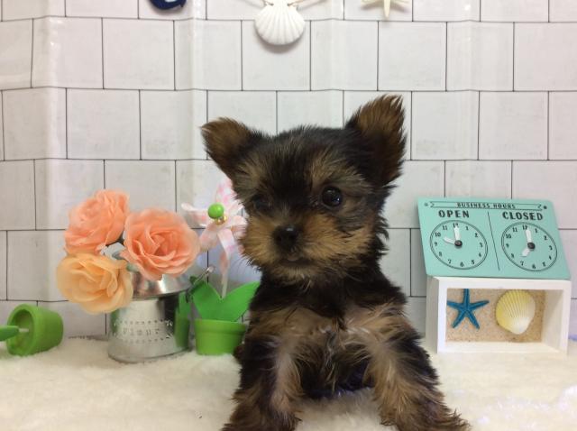 ヨークシャーテリア