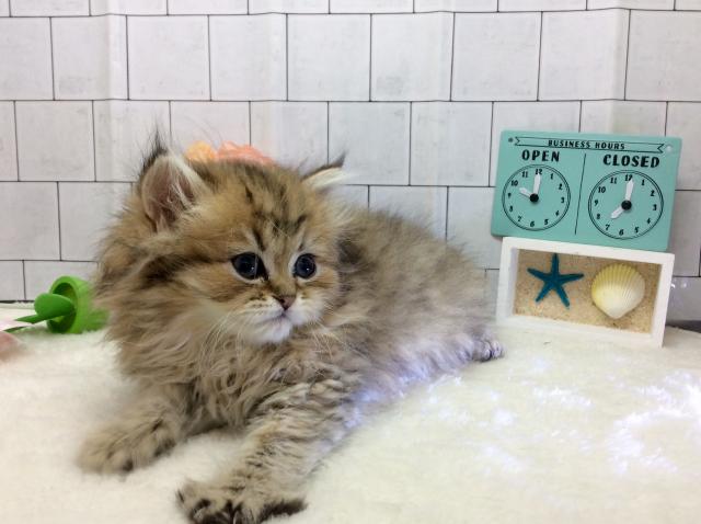 ペルシャ・ヒマラヤン