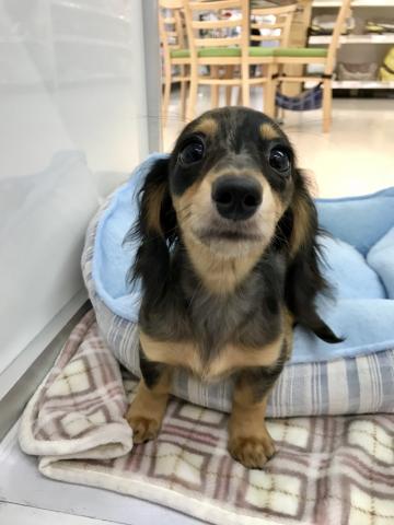 ミニチュアダックスフンド