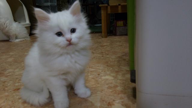 ノルウェージャンフォレストキャット