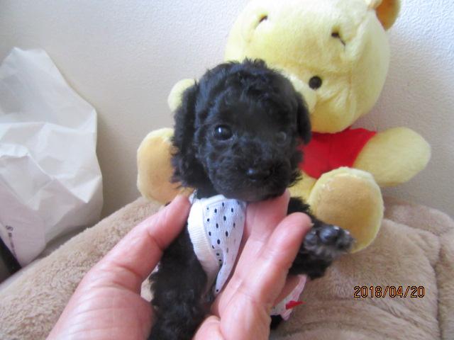 トイプードル小ぶりシルバーちゃん