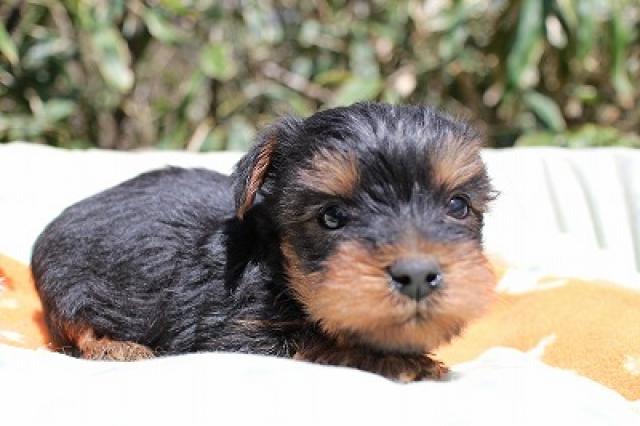 ヨークシャーテリア