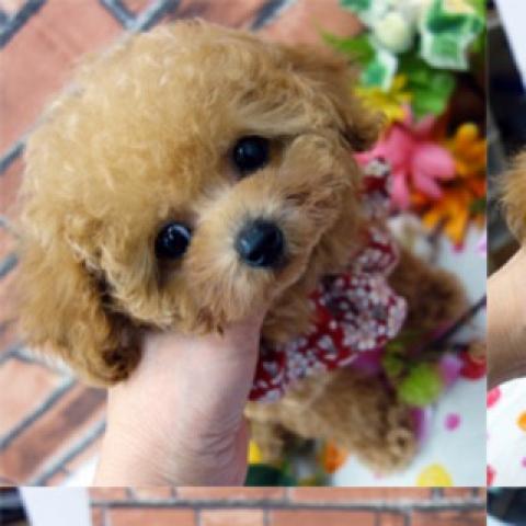 トイプードルティカッププードル