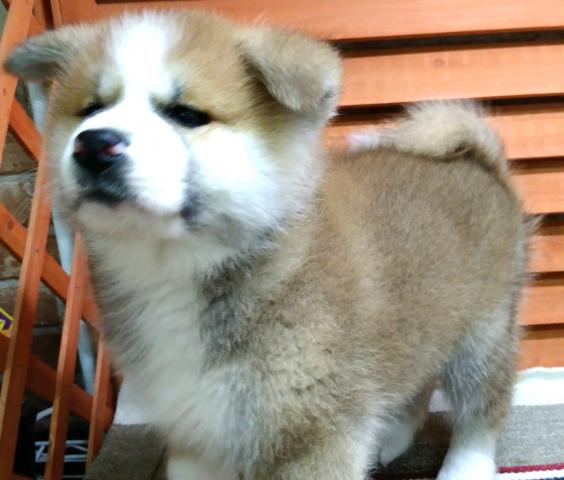 秋田犬
