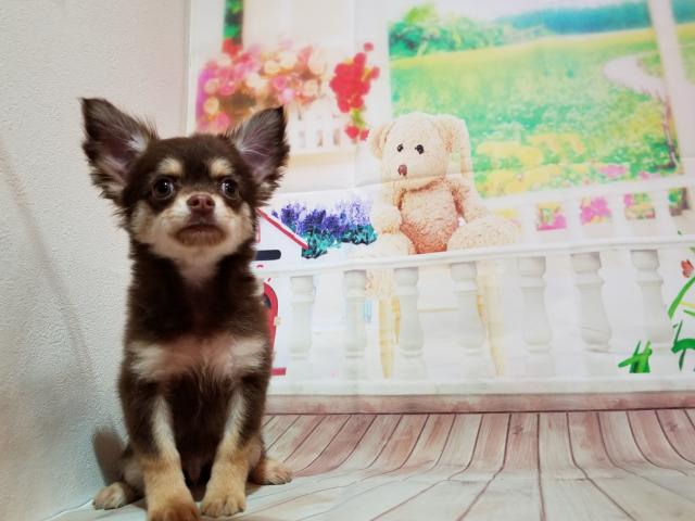 チワワ(ロングコート)