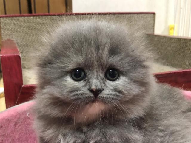 スコティッシュフォールド
