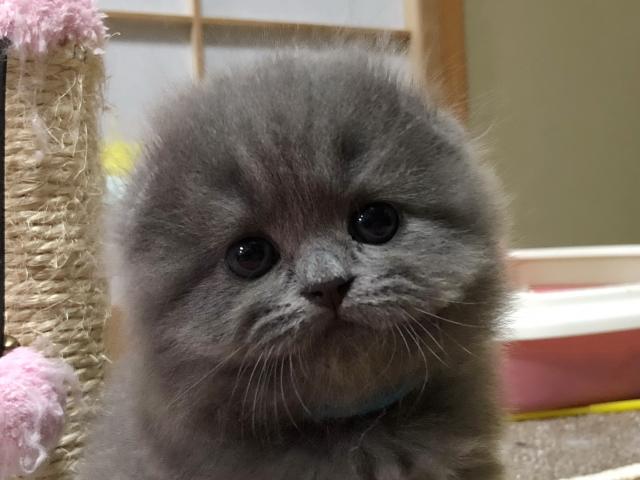 スコティッシュフォールド