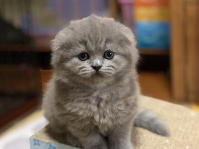 スコティッシュフォールド