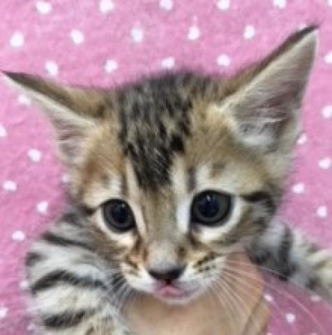 ベンガル