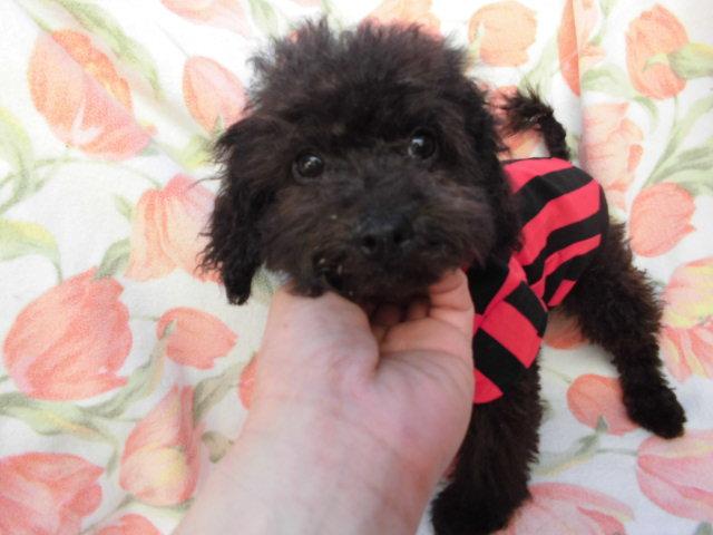 トイプードル小ぶりトイサイズ予想