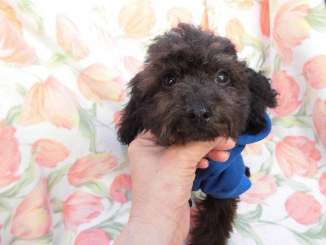 トイプードルタイニー