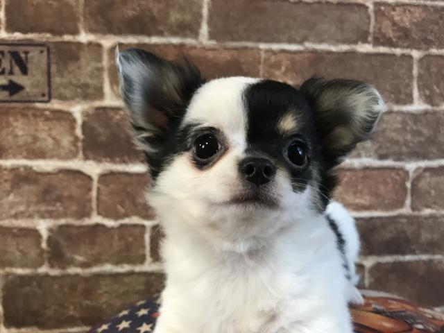 チワワ（ロングコート）