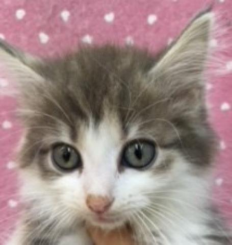 ノルウェージャンフォレストキャット