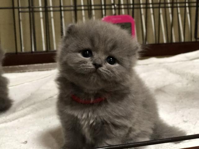 スコティッシュフォールド