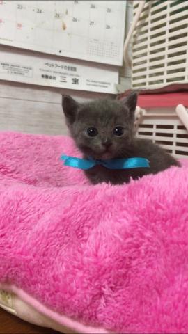 ロシアンブルー