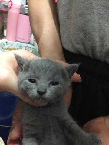 ロシアンブルー