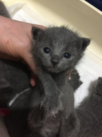 ロシアンブルー