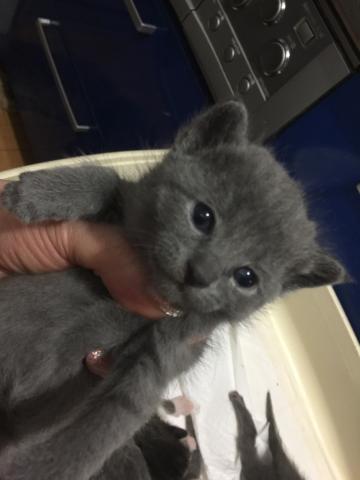 ロシアンブルー